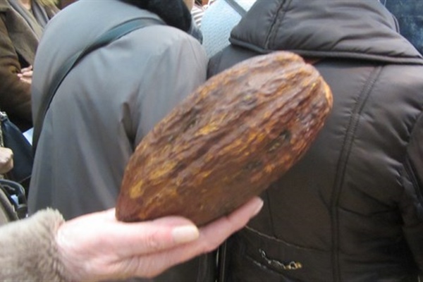 Baya de cacao